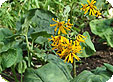 Ligularia_pre