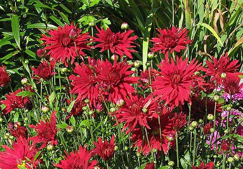 ChrysanthemumPOU100809_029