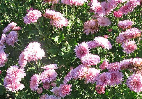 ChrysanthemumPOU100909_280