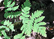 Gymnocarpium_pre