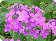Hesperis_pre