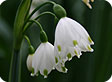 Leucojum_pre