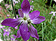 MATTHIOLA_pre