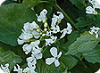 Pachyphragma_pre