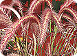 Pennisetum_pre