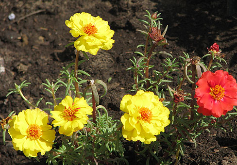 Portulaca_2