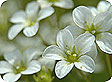 Saxifraga_pre