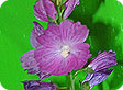 Sidalcea_pre