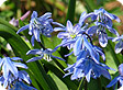 scilla_pre