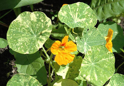 TropaeolumPOU110707_097
