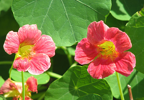 Tropaeolum_4