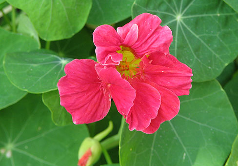 Tropaeolum_5