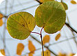 Cercidiphyllum_pre