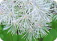 Thalictrum_pre