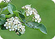 Aronia_pre