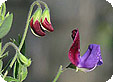 Lathyrus_pre