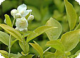 Philadelphus_pre