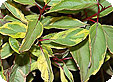 Cornus_pre
