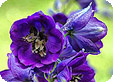Delphinium_pre