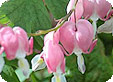 Dicentra_pre