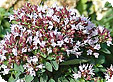 Origanum_pre