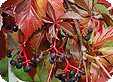 Parthenocissus_pre