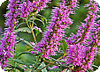 Lythrum_pre