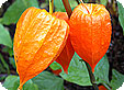 Physalis_pre