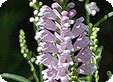 Physostegia_pre