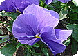 Viola_pre