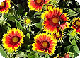 Gaillardia_pre