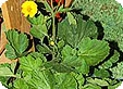 Geum_pre
