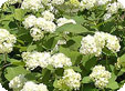 Hydrangea_pre