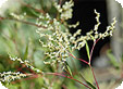 Polygonum_pre
