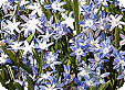 Chionodoxa_pre