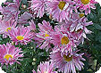 Chrysanthemum_pre