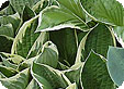 Hosta_pre