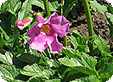 Incarvillea_pre
