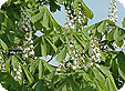 Aesculus_pre