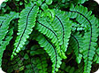 Asplenium_pre