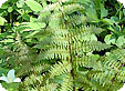 Athyrium_pre