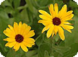 Calendula_pre