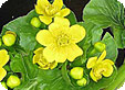 Caltha_pre
