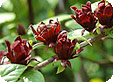 Calycantus_pre