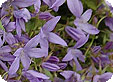 Campanula_pre
