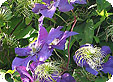 Clematis_pre