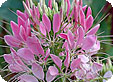 Cleome_pre