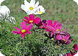 Cosmos_pre
