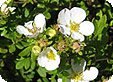 Dasiphora_-Potentilla_-Pentaphylloides_pre