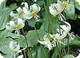 Erythronium_pre